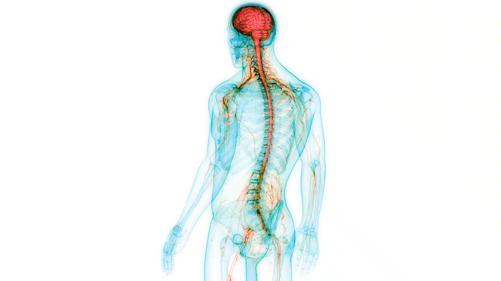 An illustration of the central nervous system