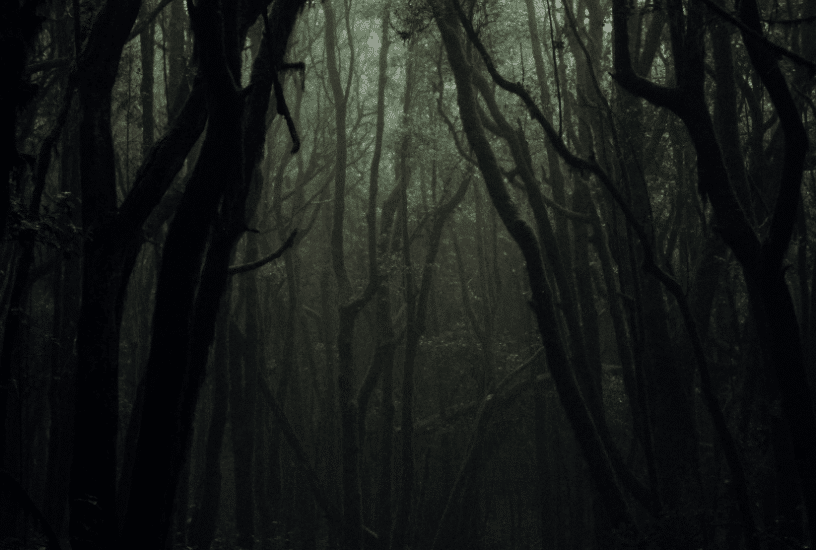 Dark and scary forest