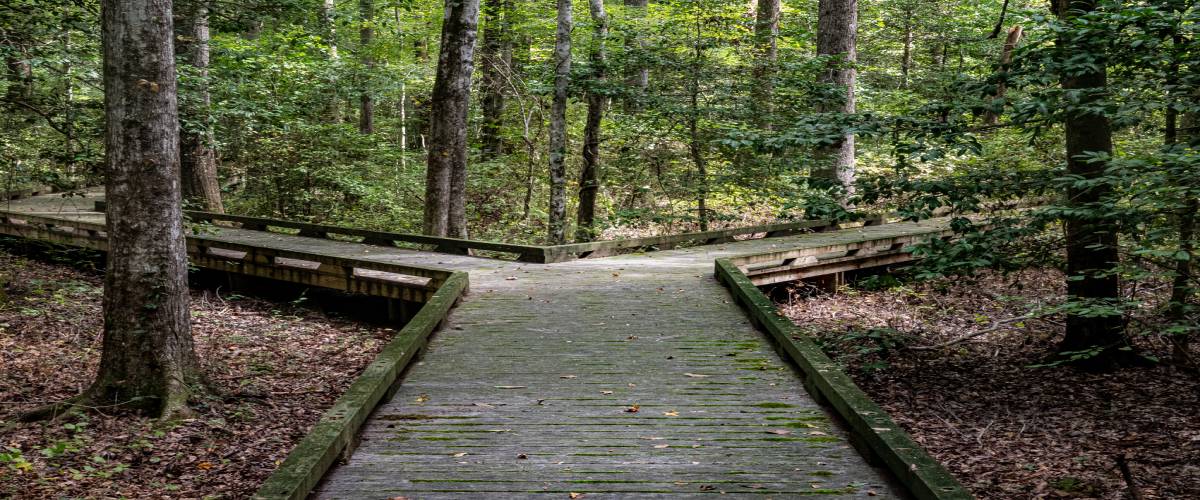 wooden walkway with a split path at the end
