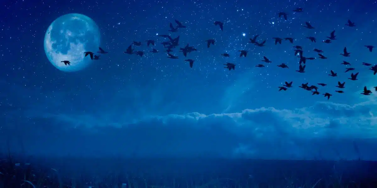 Birds flying in front of the moon, metaphorically representing organic leads