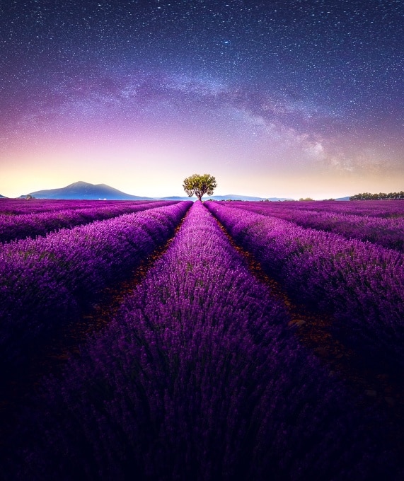 A single tree growing in a vivid field.