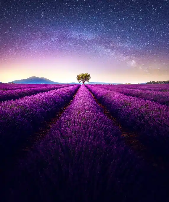 A single tree growing in a vivid field.